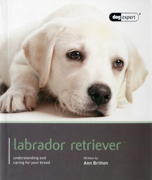 Labrador - Dog Expert
